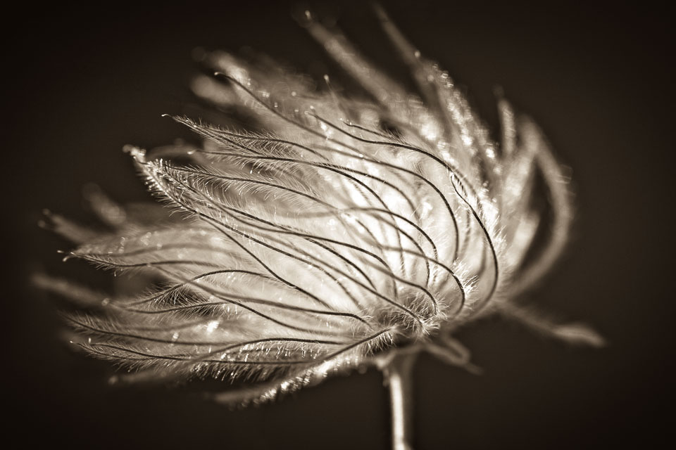 Prairie Smoke