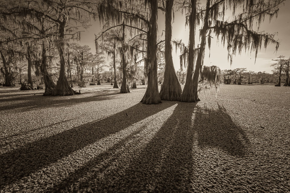 These cypress trees stand in a lake covered in aquatic growth.