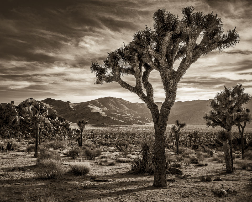 Joshua Tree National Park