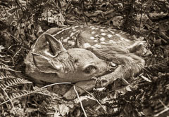 Newborn Fawn