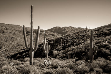 Arizona Desert Arizona Desert