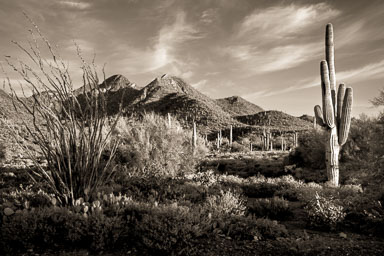 Arizona Desert