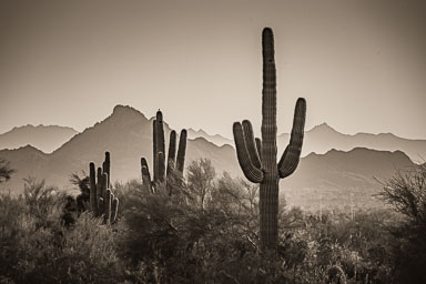 Arizona Desert