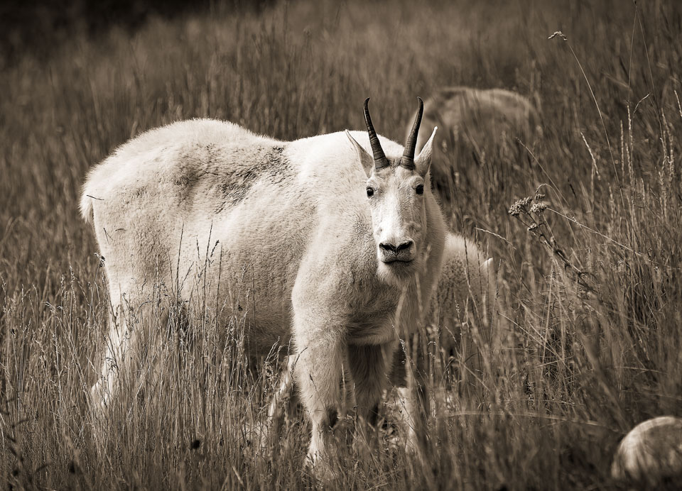 Mountain goat