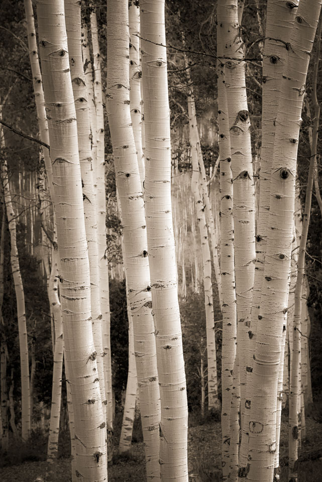 Aspens