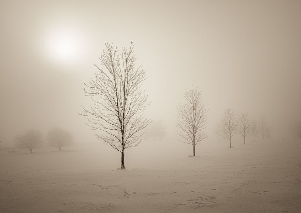 Misty winter moring