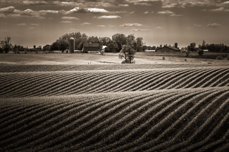 Corn rows in early spring