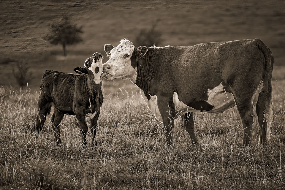 Mothers love