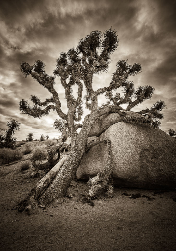 Joshua Tree National Park