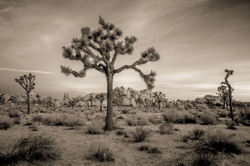 Joshua Tree National Park