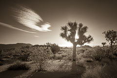 Joshua Tree