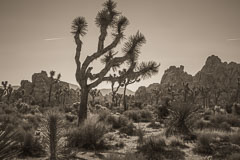 Joshua Tree