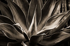 Agave