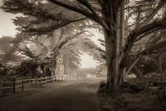 Monterey Morning. Pebble Beach, California.