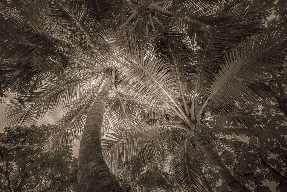 Palm textures