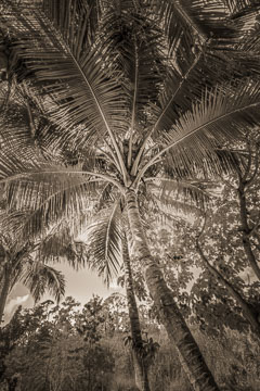 Palm textures