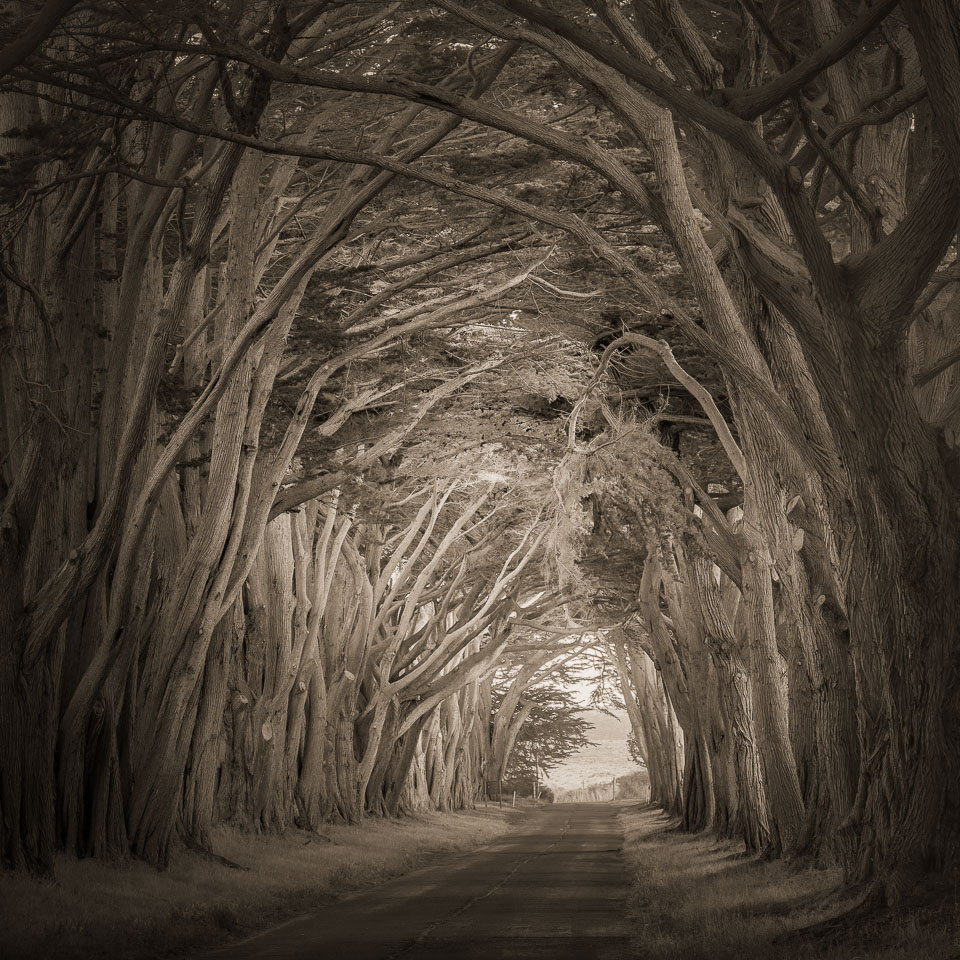 Tunnel of trees