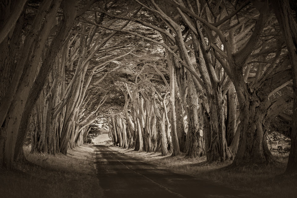 Enter the dream. Point Reyes, California.