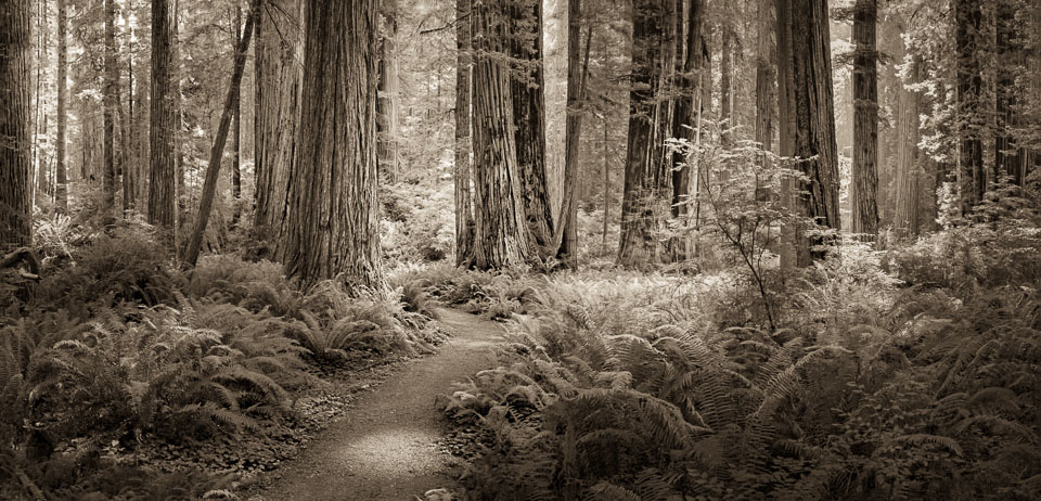 Redwood grove. Northern California.