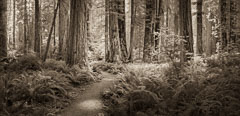 Redwood grove. Northern California.