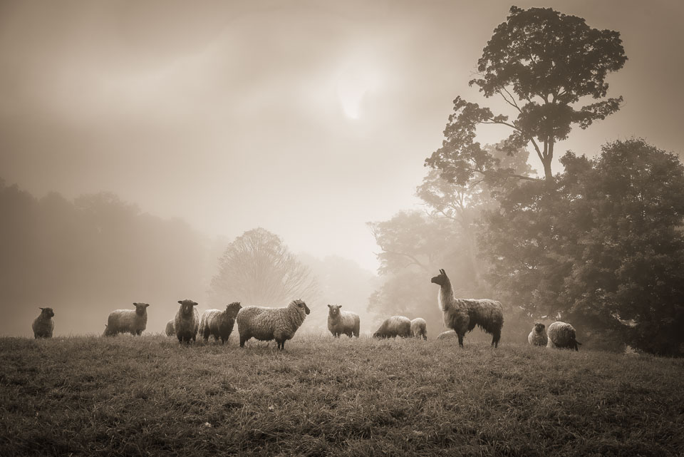 Llama protecting sheep. Vermont.