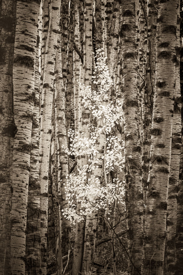 Child of the forest. Crested Butte, Colorado