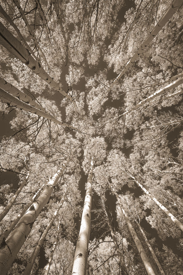 Skyward Aspens