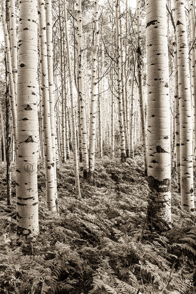 Crested Butte