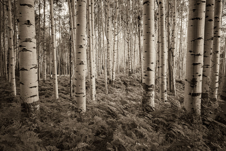 Crested Butte