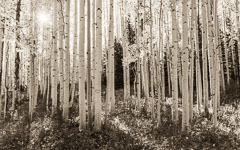 Crested Butte