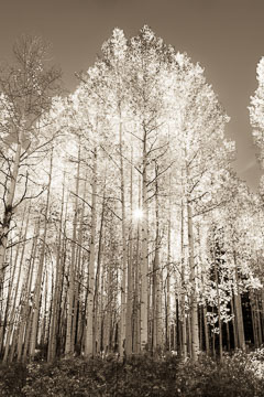 Crested Butte