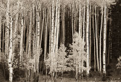 Aspens