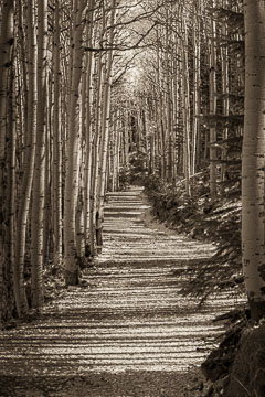 Aspens Aspens