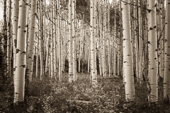 Aspens