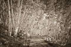 Last Dollar Road, near Telluride