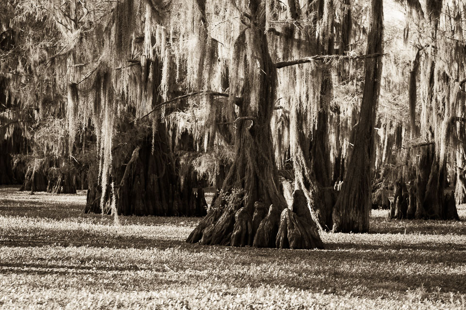 These cypress trees stand in a lake covered in aquatic growth.