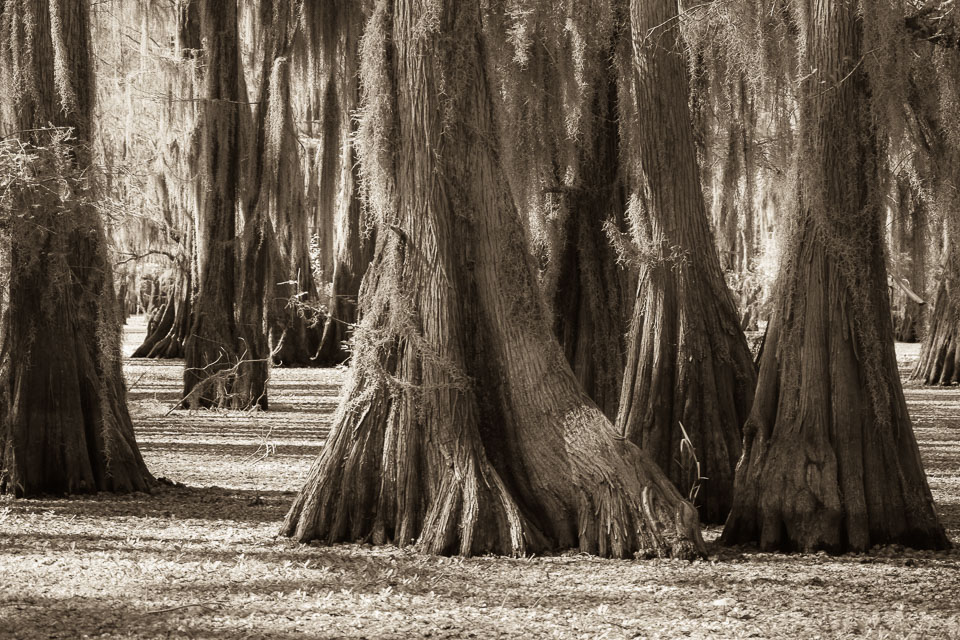 These cypress trees stand in a lake covered in aquatic growth.