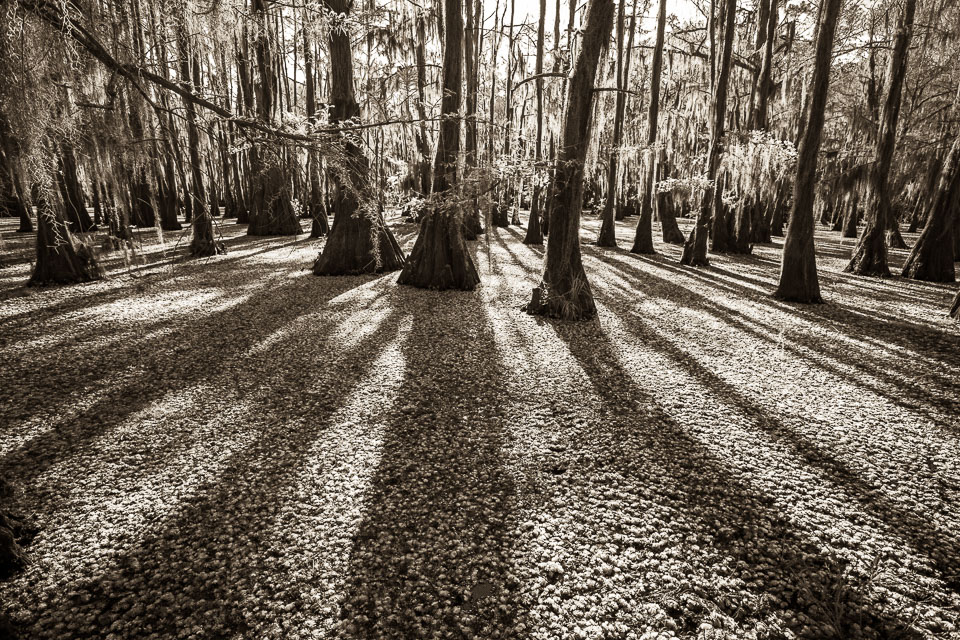 These cypress trees stand in a lake covered in aquatic growth.