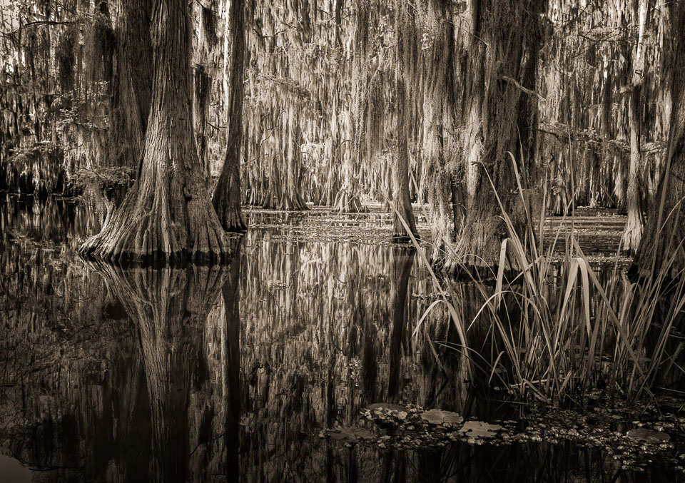 Cypress bayou