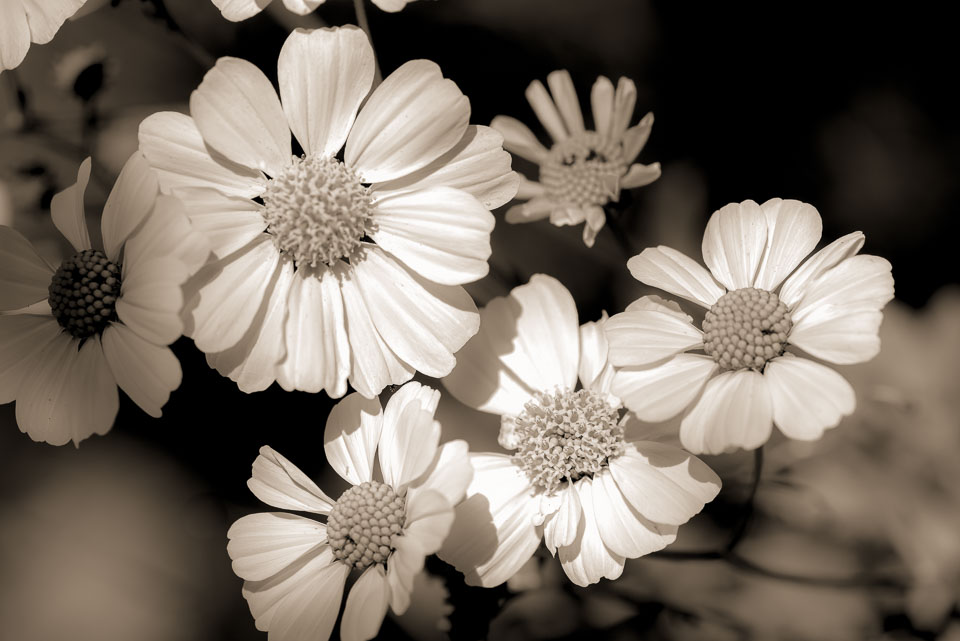 Flower close up