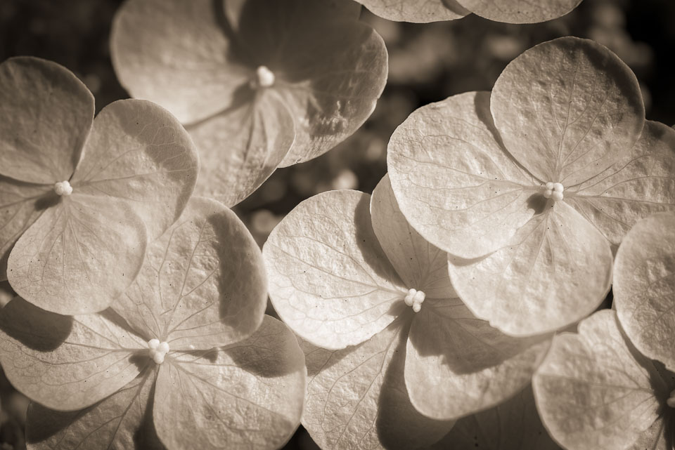 Hydrangea flower