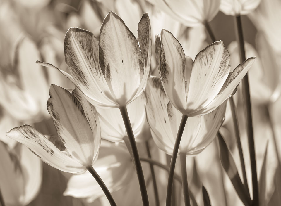 Tulip time in the Dutch community of Pella