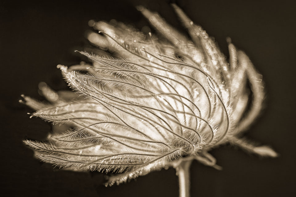 Prairie Smoke. Northern Arizona.