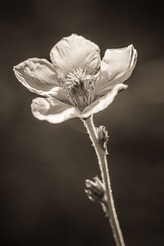 Wildflowers