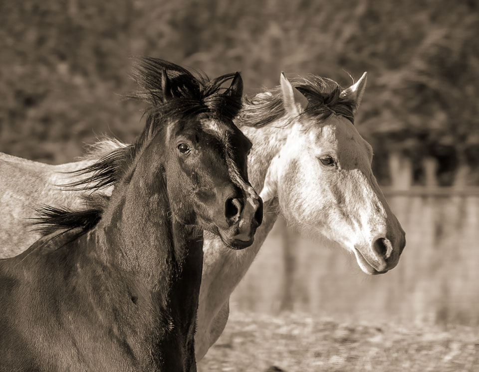 Running mates