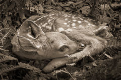 Newborn fawn