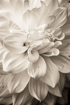 Light Tones Light Tones