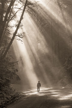 Into the light. Redwood forest. Northern California.