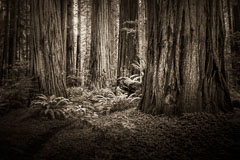 Redwoods Redwoods