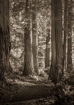 Redwood Sunset